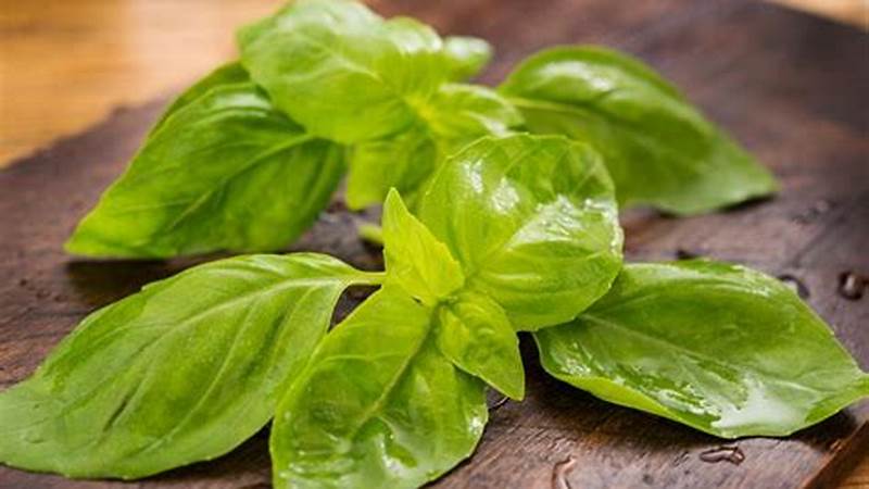 Master the Art of Cooking Basil Like a Pro | Cafe Impact
