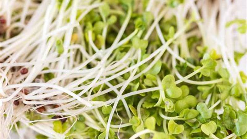 Mastering the Art of Cooking Broccoli Sprouts | Cafe Impact
