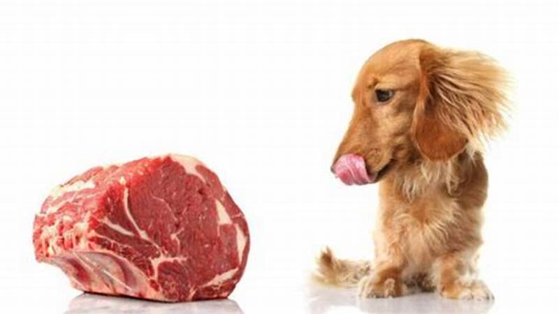 Delicious and Healthy Pork Recipes for your Canine Friend | Cafe Impact