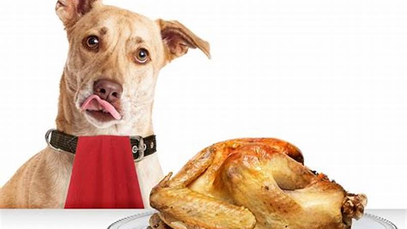 Cooking Turkey for Dogs: A Complete Guide | Cafe Impact