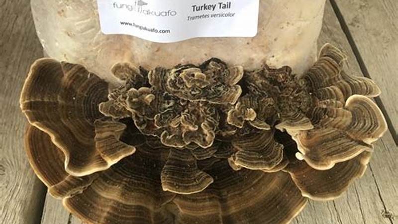 Master the Art of Cooking Turkey Tail Mushrooms | Cafe Impact